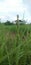 some huts are in the middle of rice fields