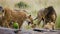 Some lions lie on a big rock. Kenya. Tanzania. Maasai Mara. Serengeti.