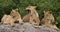 Some lions lie on a big rock. Kenya. Tanzania. Maasai Mara. Serengeti.