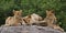 Some lions lie on a big rock. Kenya. Tanzania. Maasai Mara. Serengeti.