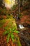 Some little falls in the forest in `Bosco della Morricana`, Ceppo, Abruzzo, Italy