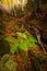 Some little falls in the forest in `Bosco della Morricana`, Ceppo, Abruzzo, Italy