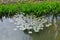 Some lotus leaves in a pond