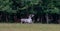 Some majestic white and brown deers in the game reserve, forest in the bacgroung