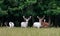 Some majestic white and brown deers in the game reserve, forest in the backgroungd