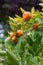 Some Mandarins (Citrus reticulata) Hanging on Bush, Italy