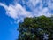 some mango leaves are so thick against the background of blue sky