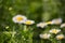 Some mini daisy flowers of the variety Leucanthemum paludosum