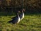 Some nice goose in a park in Zaandam