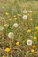 Some open grass at top of photo Vertical Outdoor shot of Dandeliions with some blooming in lawn,