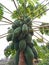 Some papayas hanging on the tree