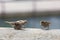 Some pecking sparrows, passer domesticus, on a stone wall