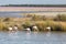 Some pink flamingos fishing on a pink salty water in La Camargue