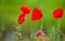 Some poppies on green field