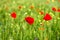 Some poppies on green field in a sunny day