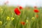 Some poppies on green field in a sunny day