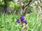 Some pretty flowers among weeds