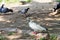 Some pretty pigeons stand on the ground in the park