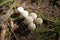 Some puffballs or bovist mushrooms