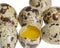 Some quail eggs