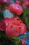 some red begonia flowers that are close together in the grasss