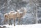 Some Red deer standing in the falling snow in Canada