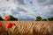 Some red poppies stand in front of a brown cornfield and the sky is full of dark clouds