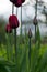 Some red tulips on the flowerbed, green leaves and stems