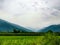 Some rice field in front of the mountains