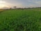 Some rice plants are still small