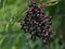 Some ripe elderberry on branch