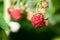 Some ripening raspberries on the bush