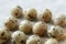 Some rows of quail eggs on linen fablic background