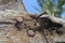 Some rusty nails stuck to the wooden posts