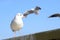 Some Seagulls play around Sumida river in Tokyo bay