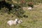 Some sheeps lying on the ground in a meadow