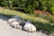 Some sheeps lying on the ground on a road