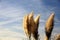 Some silvery inflorescences of the grass of the white Pampas - Cortaderia selloana - moved by the wind, against the blue sky