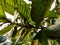 Some small ants nest in the tips of guava leaves close-up shot in the daytime