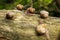 Some snails on tree stem in forest