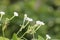 Some sort of wild flower and buds. Green background scenery with white front is an amazing sight to watch