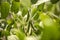 Some soybean pods in Brazil`s green field.