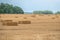 Some square straw bales lie on a field after the grain harvest