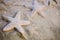 Some starfishes on a tropical sea beach