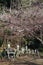 Some statues are dressed at the temple around Hizen-Yamaguchi st