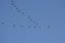 Some storks migrating forming an V shape