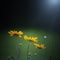 some sunflowers in the garden background