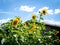 some sunflowers with a hut