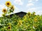 some sunflowers with a hut