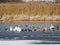 some swans, geese and mallards swim on a lake in winter